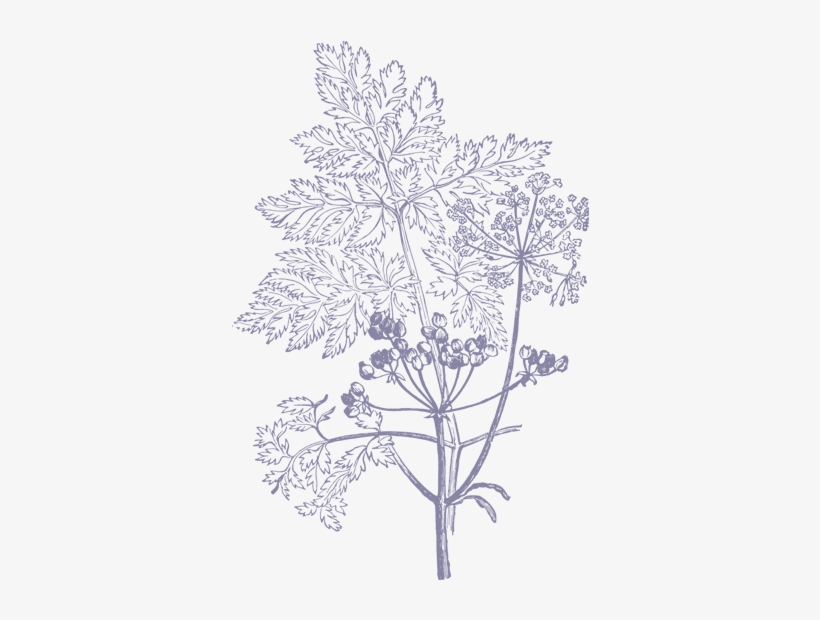Flower Illustration Black And White Png, transparent png #4413147