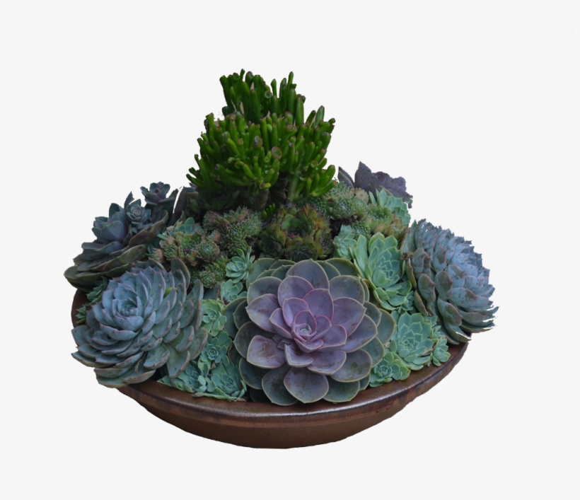 Large Succulent Arrangements - Succulent Arrangement Png, transparent png #4413350