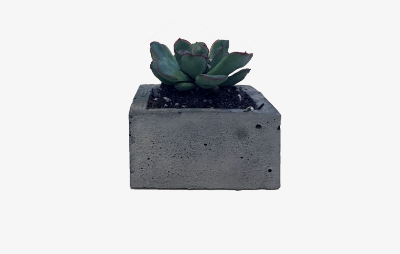 Succulent - Eastern Prickly Pear, transparent png #4413518