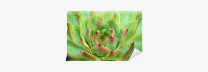 Green Brown Echeveria Succulent Plant Wall Mural • - Echeveria, transparent png #4413596