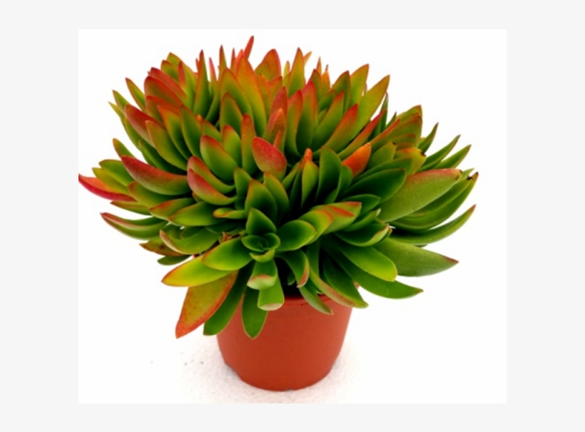 Red Flames Calederoniae Succulent Plant - Succulent Plant, transparent png #4413638