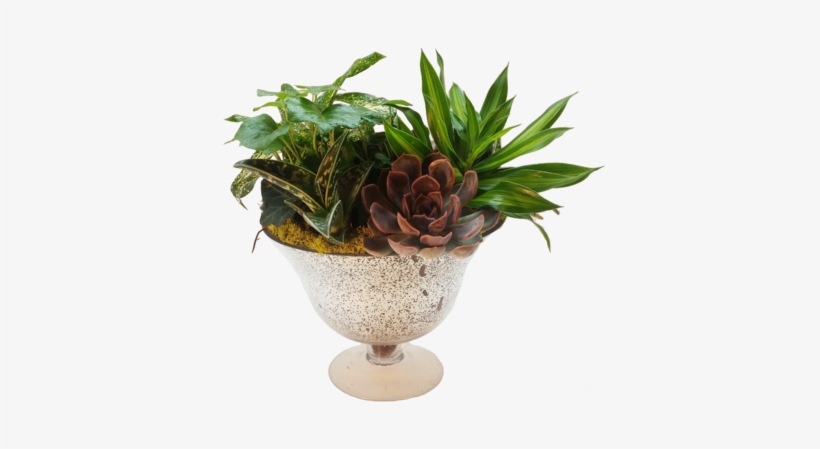 Succulent Evergreen - Ficus Elastica Em Vaso, transparent png #4413715