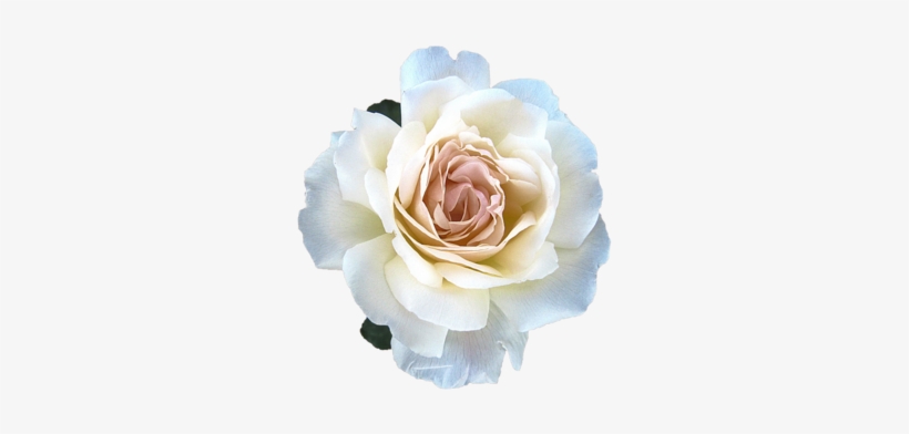 Rose Petal Cosmic Face Mist - Zipcode Design Metal Matted Photo Picture Frame Colour:, transparent png #4413816