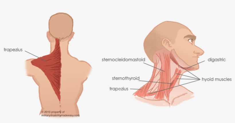 Torso Muscles 7 - Sternomastoid Trapezius And Paravertebral Muscles, transparent png #4413884
