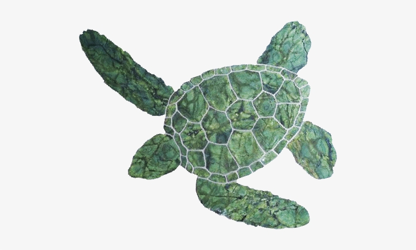 Hawaiian Green Turtle - Green Turtle Png, transparent png #4414046