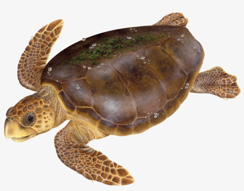 Dawn Witherington - Portable Network Graphics, transparent png #4414394