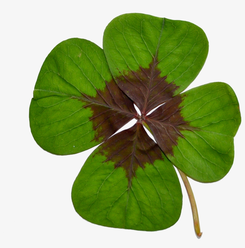 Four-leaf Clover Luck Green - Klavertje Vier Png, transparent png #4416195