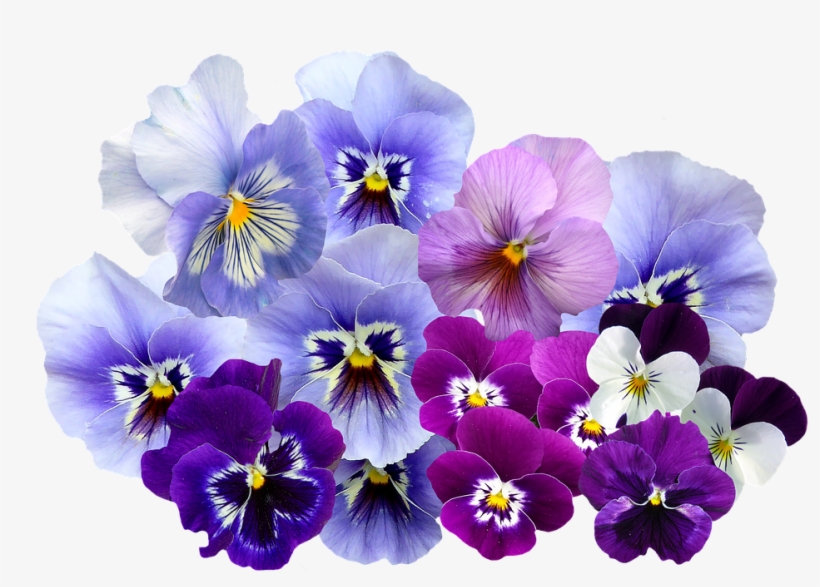 Violet Flower Png - Silver Plated 18" Chain And Pendant Necklace, transparent png #4416542