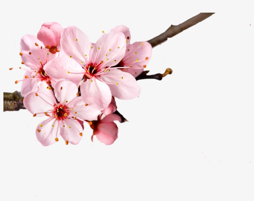 Cherry Blossom Flower Petal - Memoir Of Jane Austen (unabridged) - Audiobook, transparent png #4416722