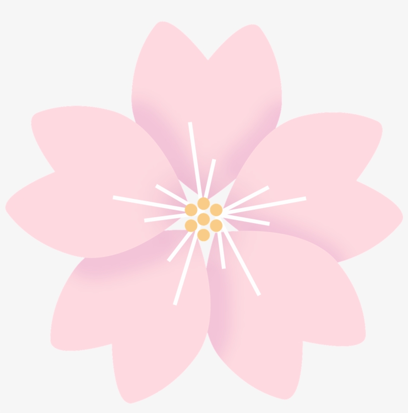 Flowers Cherry Blossom Sakura - Цветок Сакуры Пнг, transparent png #4416796