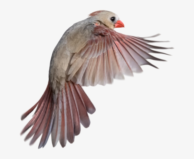 Therapy Services Gender Sexuality Issues Male Female - Laguna Seca Ranch, transparent png #4417842