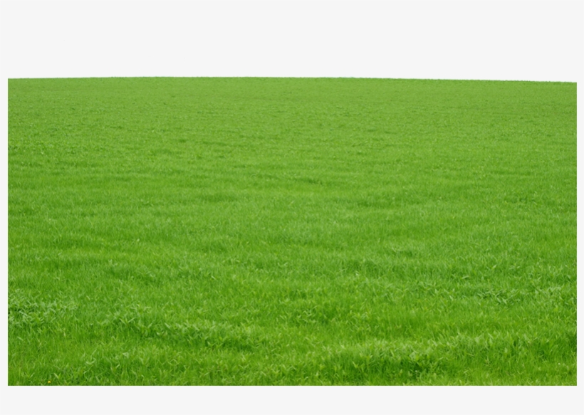 Green Grass Png Image Free Download Photo - Field Of Grass, transparent png #4418038
