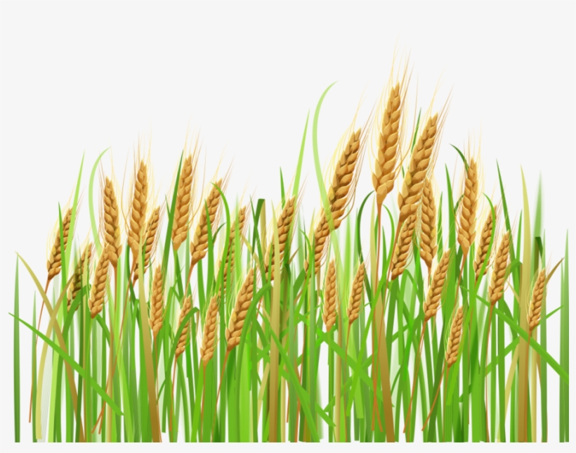 Download Tanaman Gandum Clipart Wheat Clip Art Wheat - Crops Png, transparent png #4418075