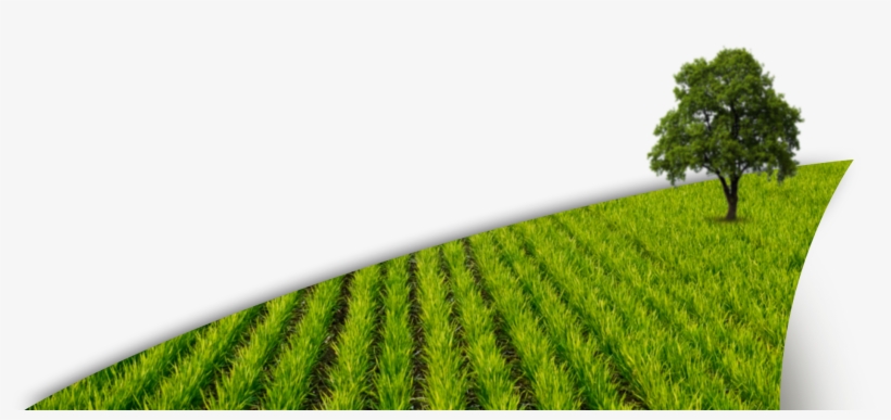 Done - - Manna For Your Soul, transparent png #4418286