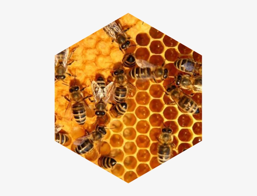 Bee Hives Pictures - Australian Corporate Governance - Book, transparent png #4419175