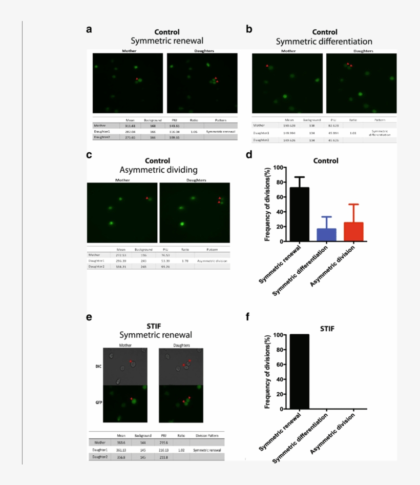 Cytokines/growth Factors Affect The Division Pattern - Common Fig, transparent png #4422022