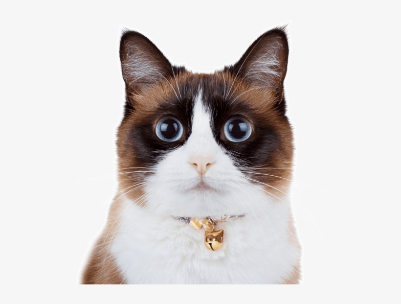 Snowshoe - Snowshoe Cat, transparent png #4422456
