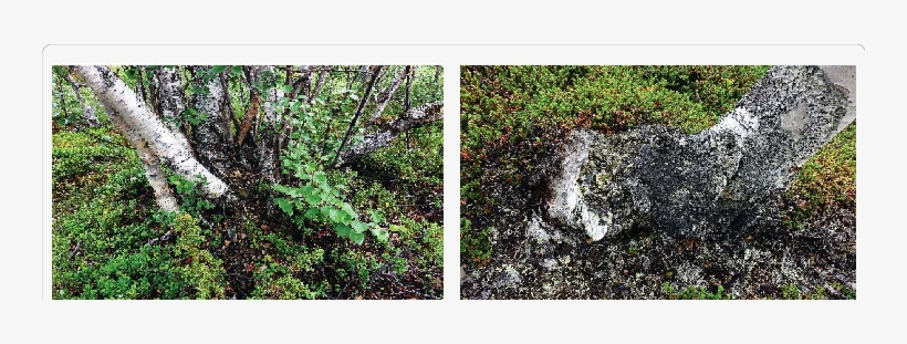 Left Establishment Of Individual Multi Stemmed Mountain - Moss, transparent png #4422655