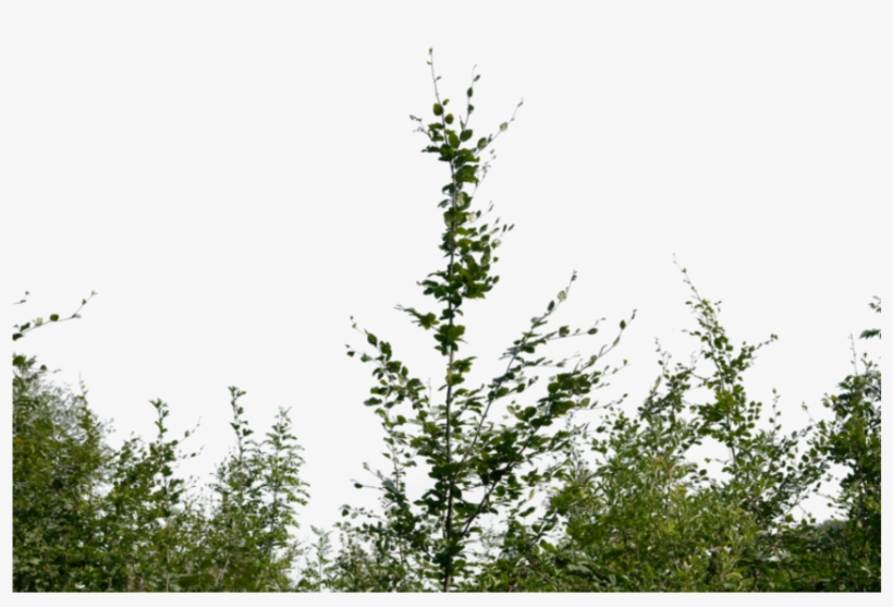 Bushes Png, transparent png #4422656