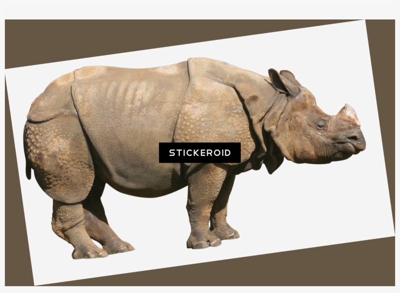 Rhino - Great Indian Rhinoceros, transparent png #4423474