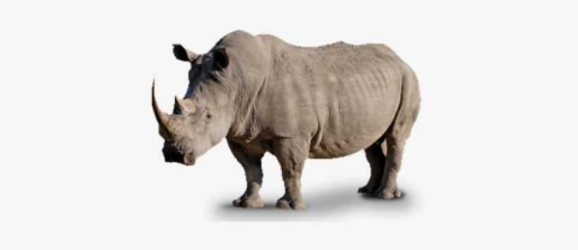 Rhino Png, Download Png Image With Transparent Background, - Rhinoceros, transparent png #4423531