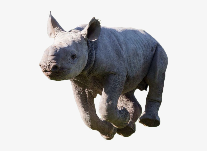 Animalblack Rhino - Black Rhinoceros, transparent png #4424048