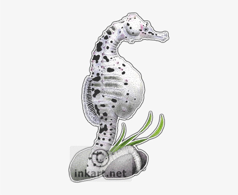 Big Belly Seahorse Png - Big Belly Seahorse Drawing, transparent png #4424184