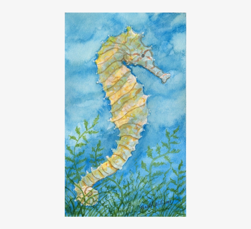 Seahorse, transparent png #4424372