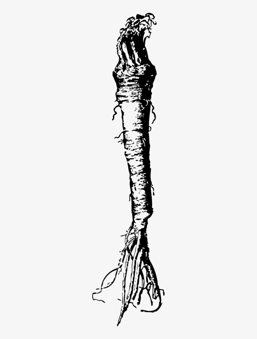 Horseradish Clipart, transparent png #4424971