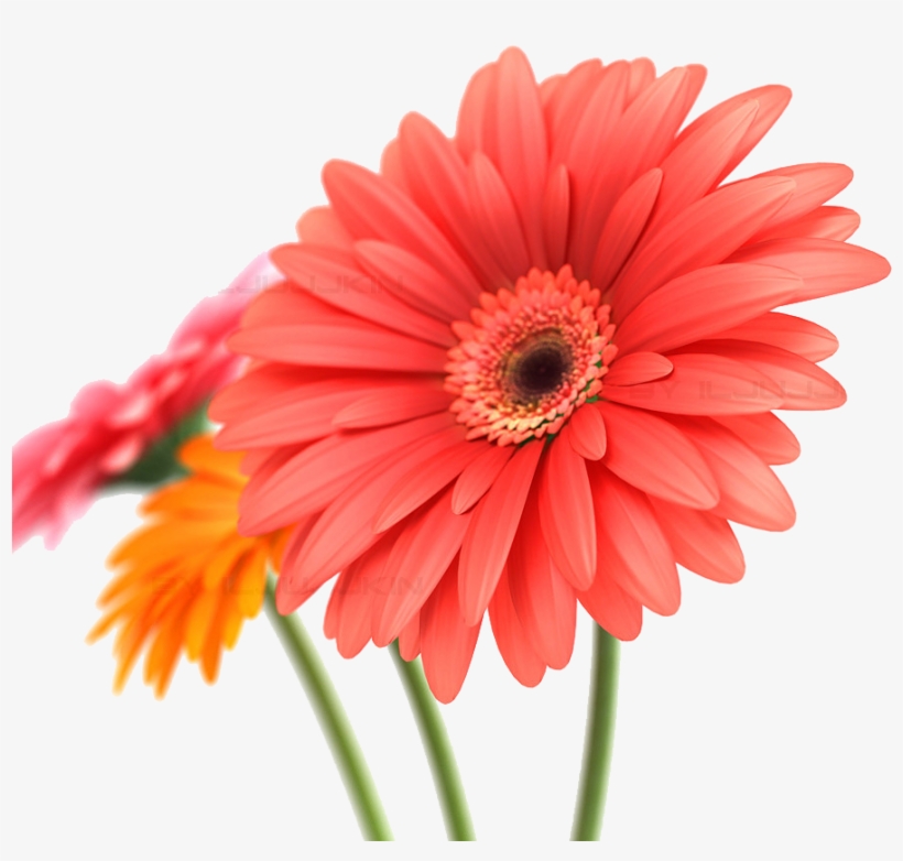 Daisy Transparent Background Download - Birthday Card For A Special Person, transparent png #4425684