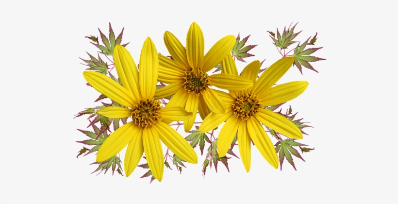 Margherite Png, transparent png #4425818