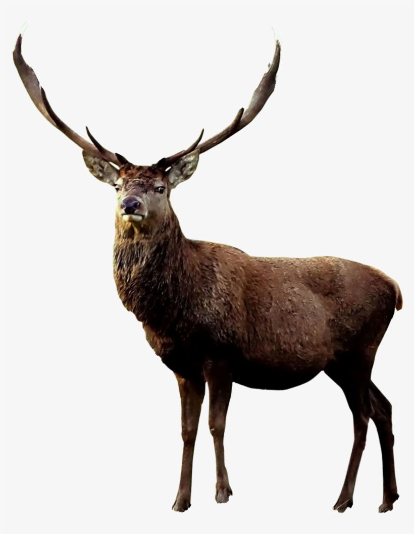 Reindeer In English, transparent png #4426277