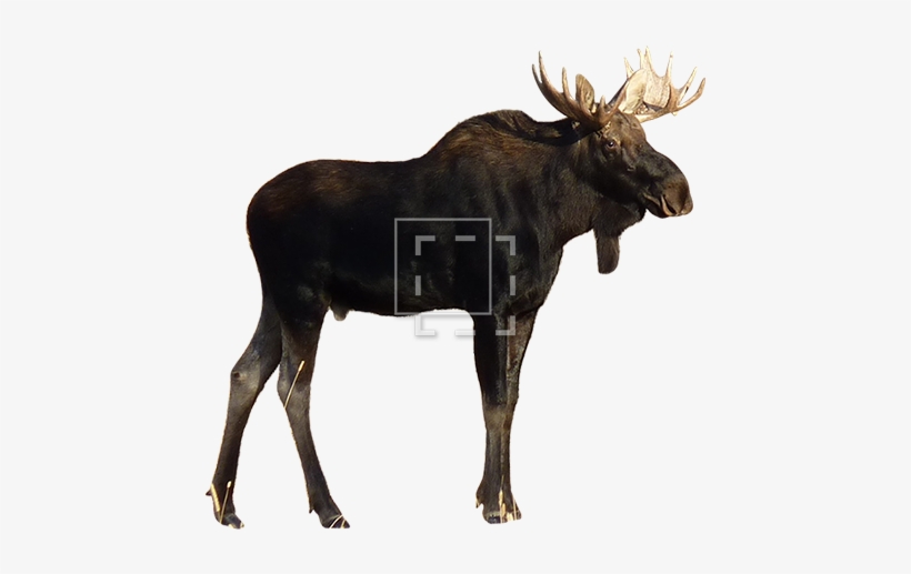 Parent Category - Buffalo White Background Free, transparent png #4426365