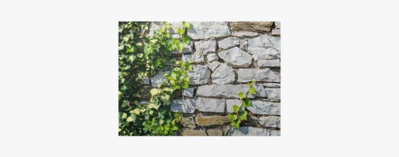 Green Background With Ivy Plants Covering Stone Wall - Wall, transparent png #4427104