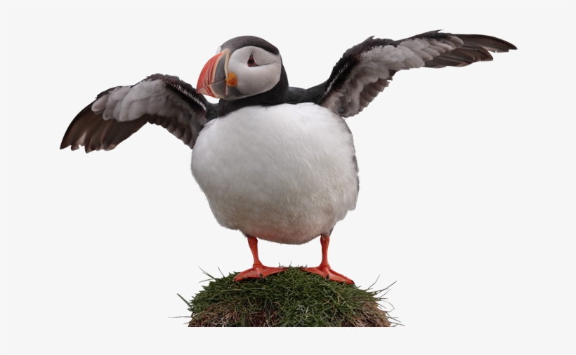 Bg-wildlife Puffin - Atlantic Puffin, transparent png #4429831