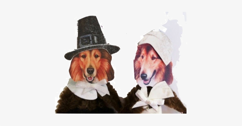 Happy Thanksgiving To Everyone - Sjt 5x10 Wood Sign Dog A House, transparent png #4430469