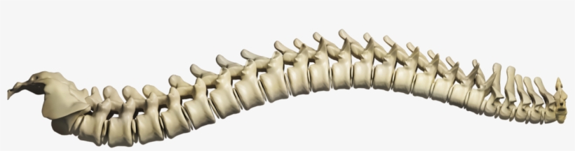 Spine Structure & Function - Chiropractic Abuse: An Insider's Lament [book], transparent png #4431502