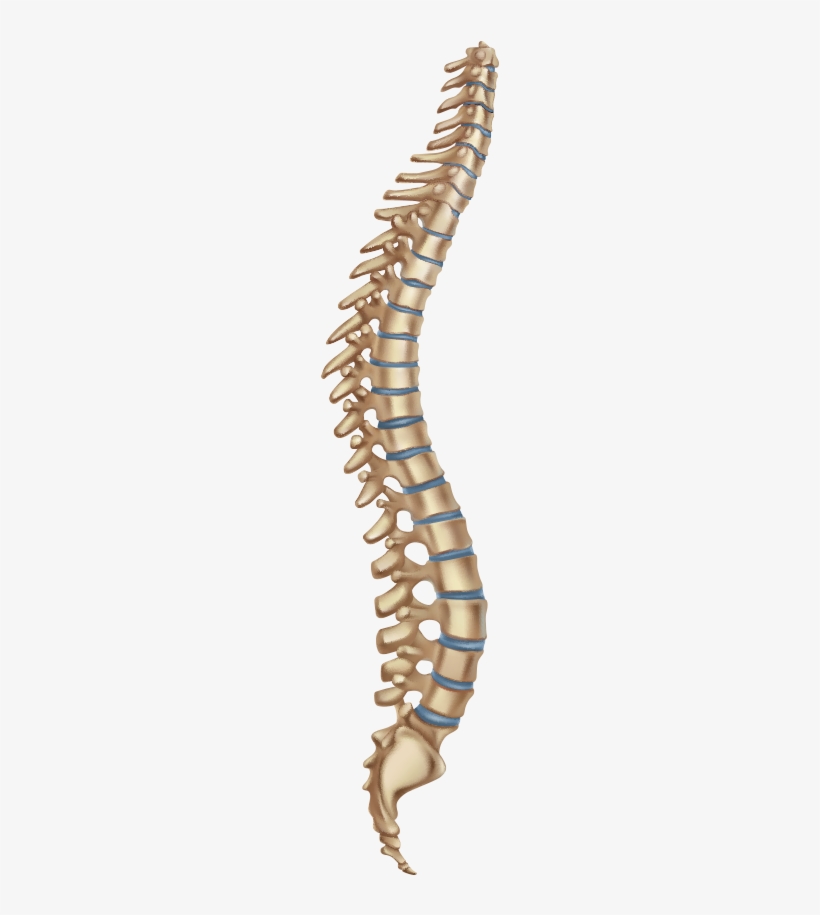 Sacral - Human Skeleton Spine, transparent png #4431539