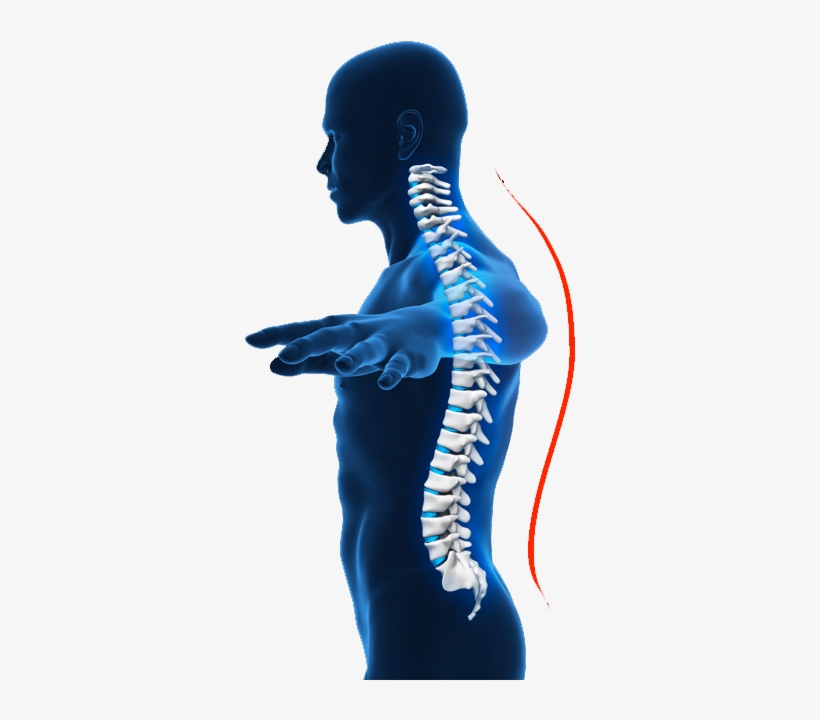 Spine - Squat, transparent png #4431746