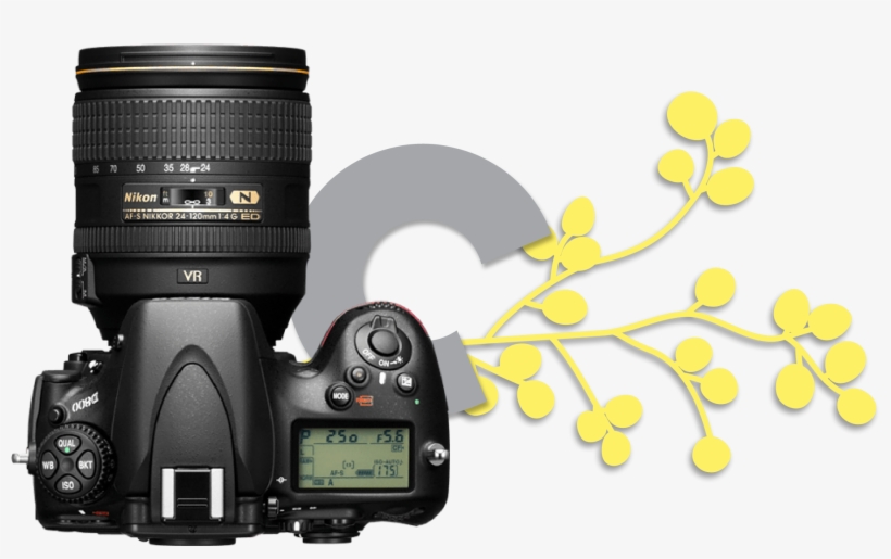 With Your Photography, Videography, Design And Marketing - Nikon D800 36.3 Mp Slr - Body Only, transparent png #4432720