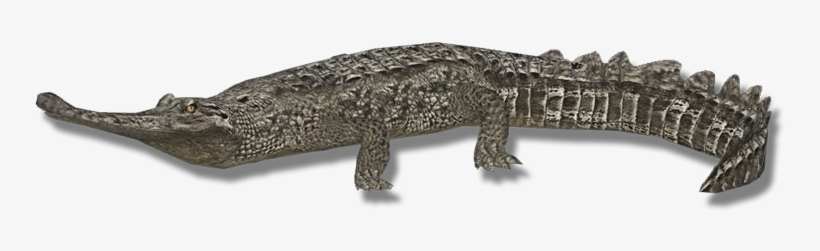 Gharialindian Zerosvalmont - Indian Gharial Gharial R, transparent png #4433031