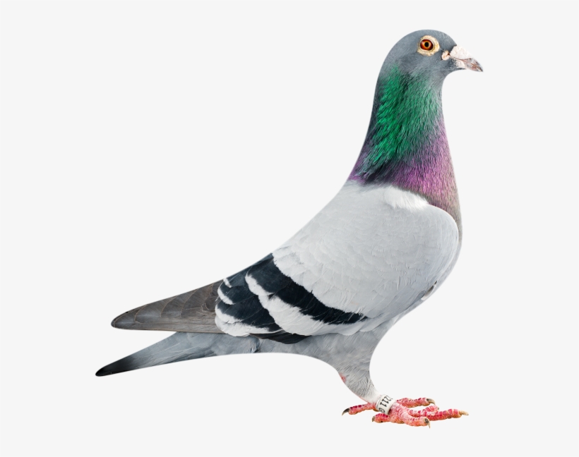 Nanteuil & Quivrain ~ 23rd August 2014 - Rock Dove, transparent png #4435016