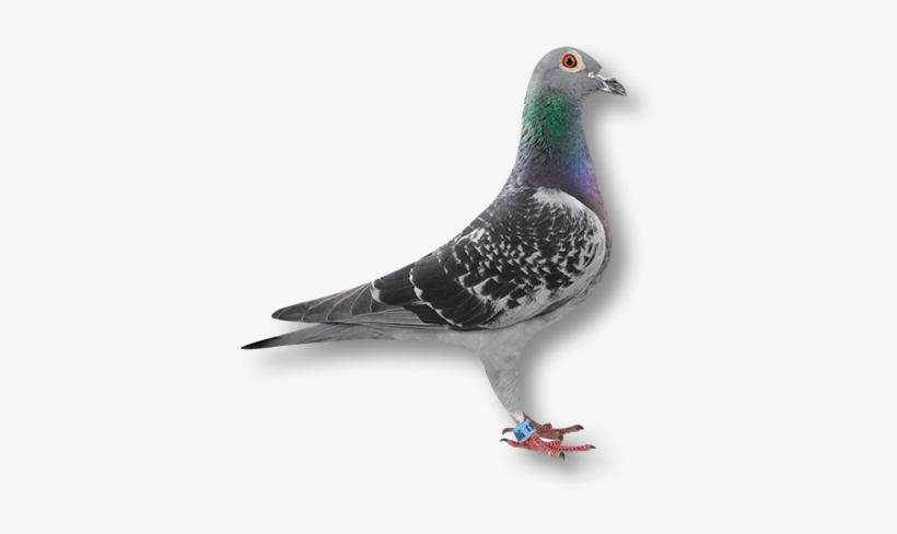 Pigeon2 - Pigeon Racing, transparent png #4435076
