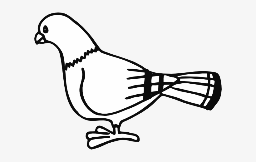 Original Png Clip Art File Pigeon For Coloringbook, transparent png #4435077