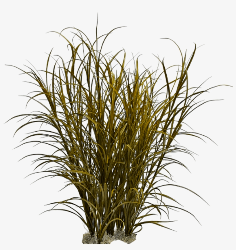 Ornamental Grass Png, transparent png #4435838