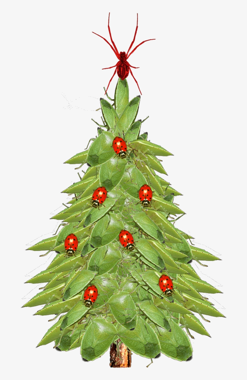Christmas Tree Closeup - Xmas Tree, transparent png #4441783
