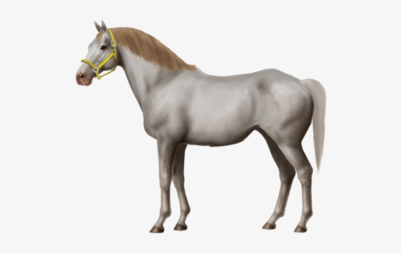 Norfolk Trotter Stallion, No Red, Out Of Court Jester - Horse, transparent png #4442247