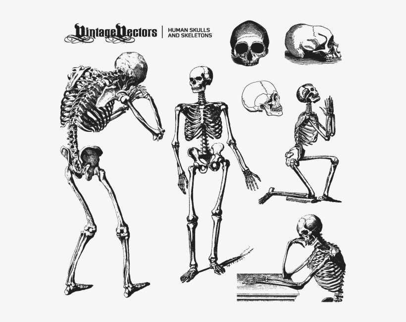 Human Skulls And Skeleton Vectors - Skeleton Vector Free Download, transparent png #4442256