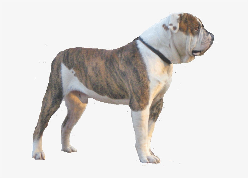 American Bulldog - Alpha Blue Blood Bulldog Png, transparent png #4442993