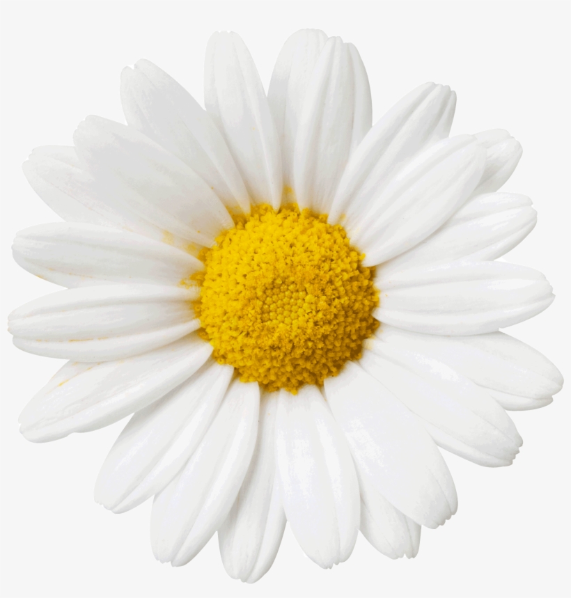 Flower Daisy Sticker By Lime Crime - Transparent Daisy Gif, transparent png #4442994
